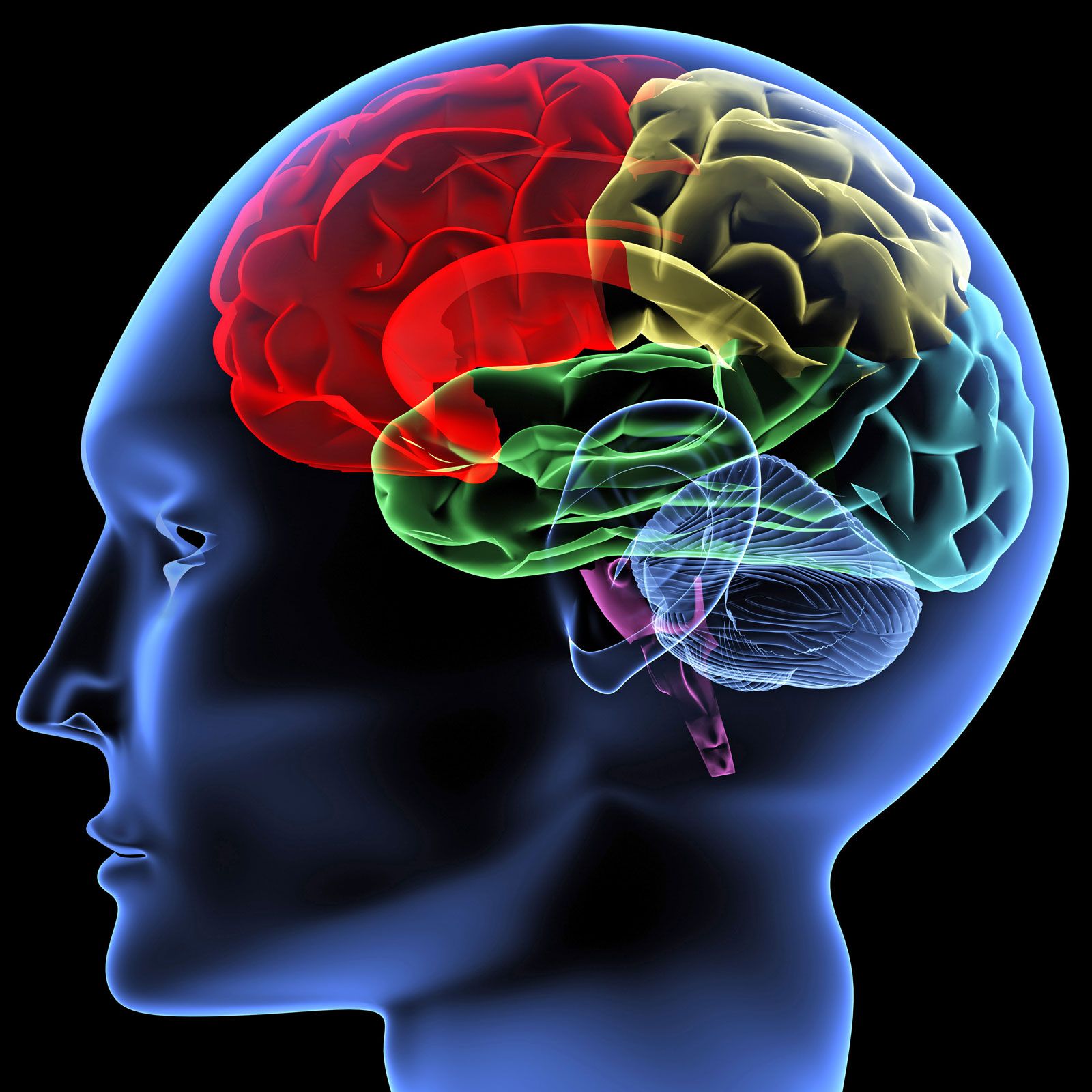 Brain Structure And Function Journal Impact Factor