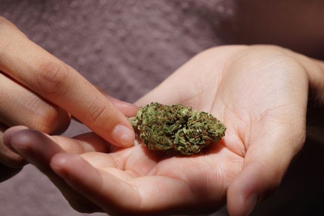 Does THCA Flower Get You High? - Tat Hit - Does Thca Flower Get You High