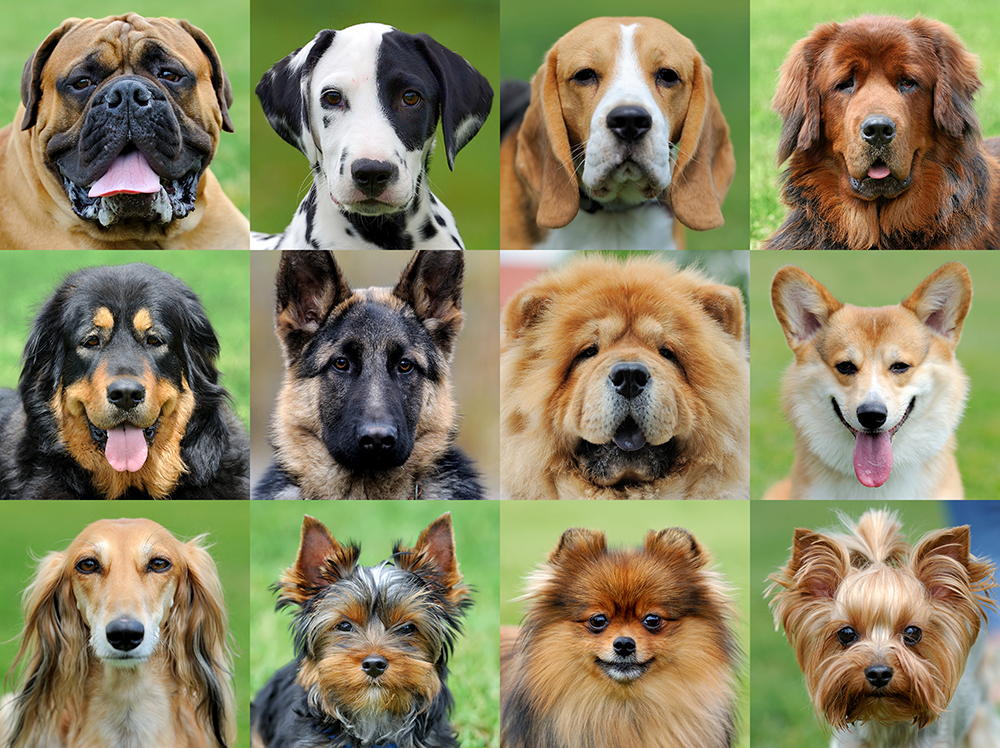 Do Dogs Feel Abandoned When You Go On Vacation