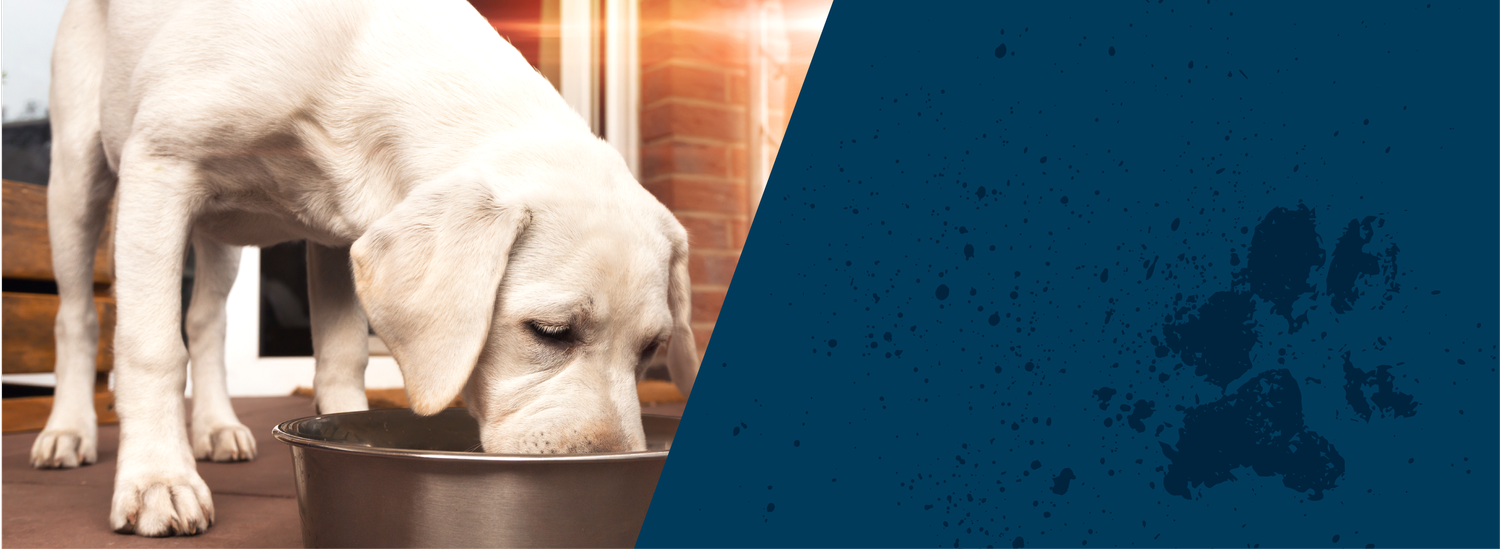 Dog Food — Next Level Super Premium Pet Food - Next Level Super Premium Dog Food