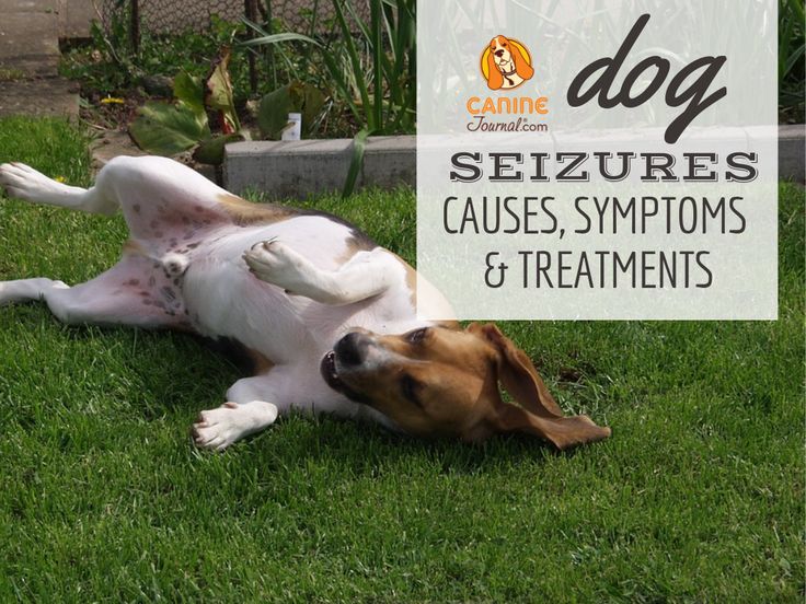 Dog Seizures: Causes, Symptoms And Treatments | CanineJournal.com | Dog - Can Mold Cause Seizures In Dogs