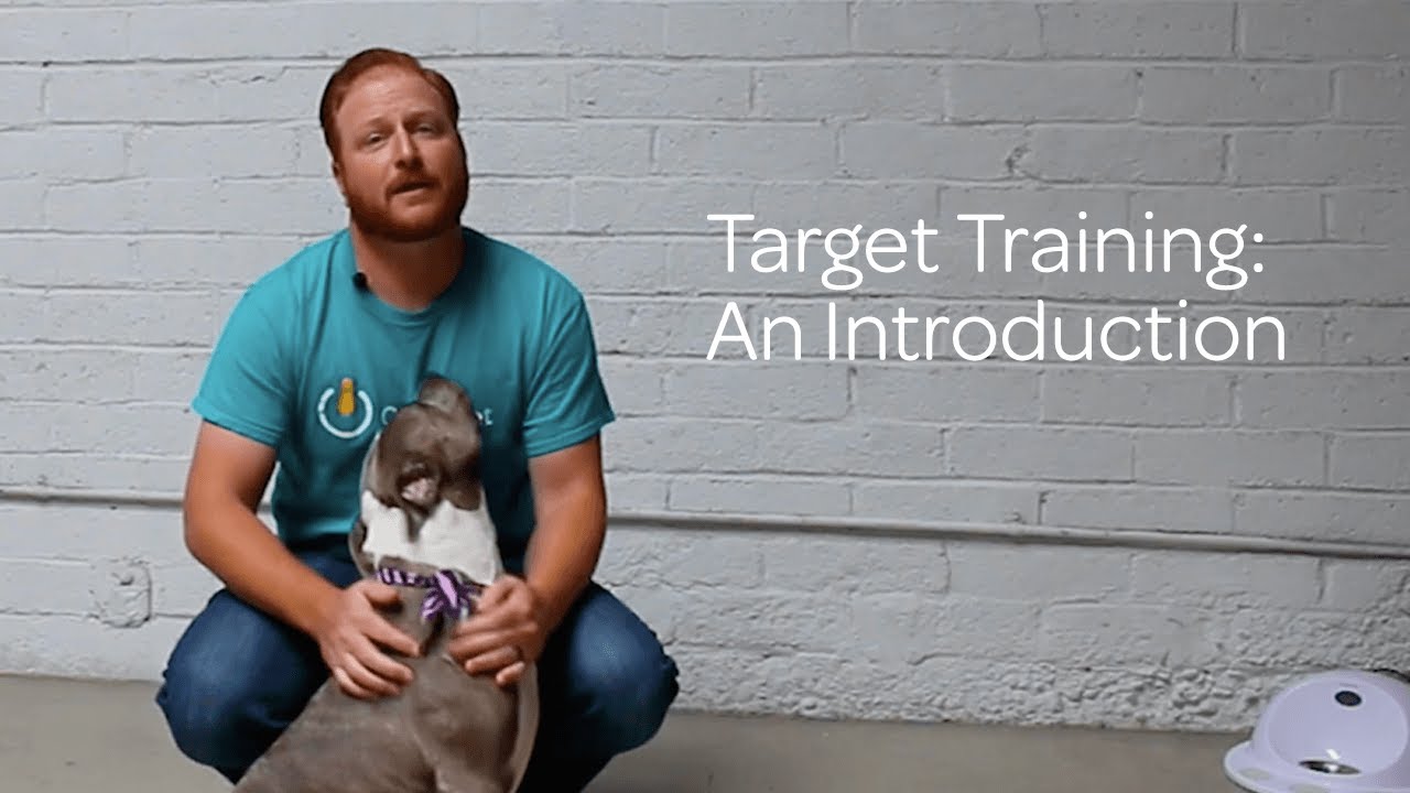Dog Target Training: An Introduction - YouTube - Faithfully Yours Dog Training Target Market