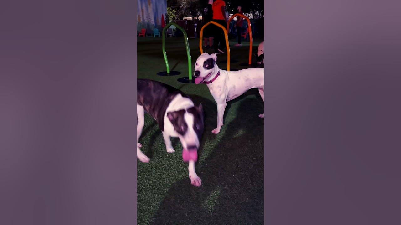Dog Watchers - filmed by BR Lion Gainsburgh - YouTube - Gainsburgh Benjamin David Meunier & Warshauer Llc