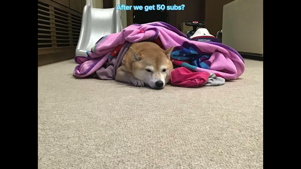 When Will Doge Dividend Checks Be Sent Out