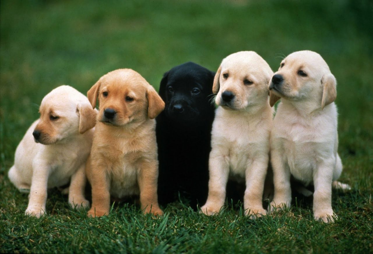 Doggy DNA - Learn How to Determine Your Dog's Breed - Inside Dogs World - Do Dogs Feel Abandoned When You Go On Vacation