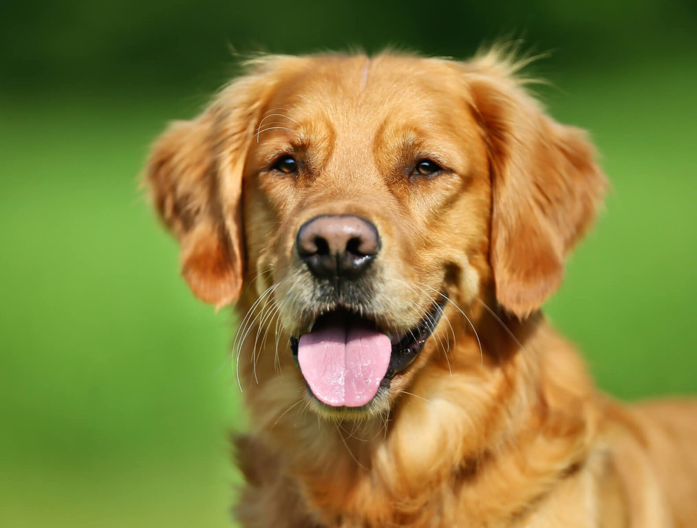 Dogs Facts by World Animal Foundation - Do Dogs Have High Pain Tolerance
