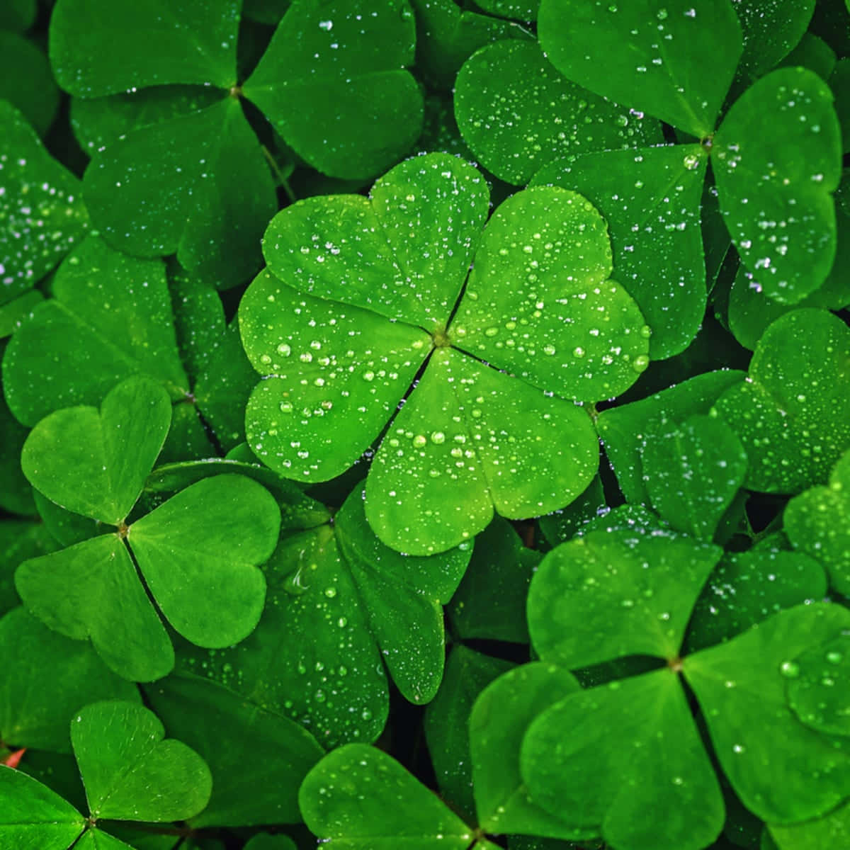 Download Beautiful Four Leaf Clover Macro Photograph | Wallpapers.com - Clover Magic Slots Real Money Download For Android