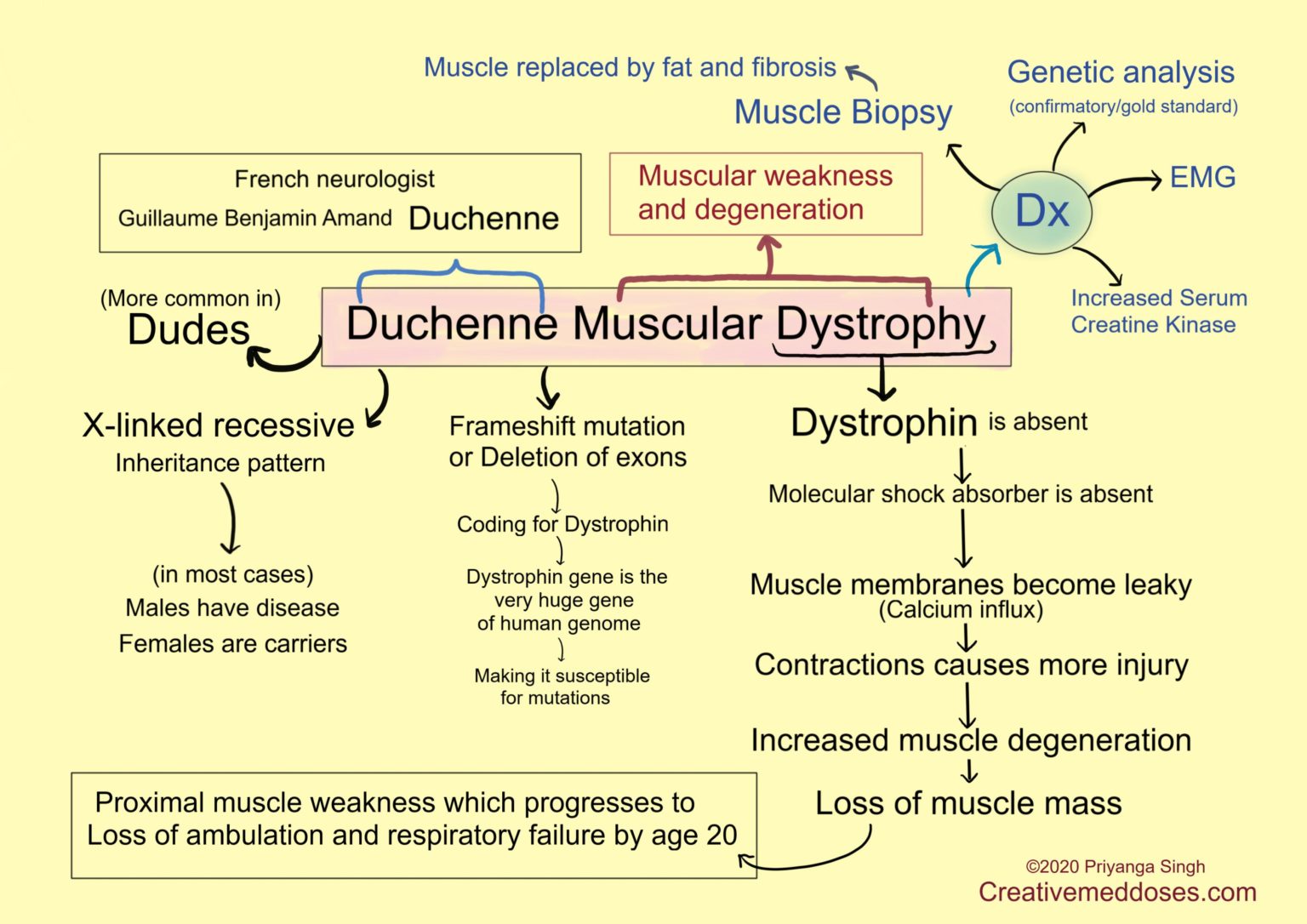 Duchenne muscular dystrophy illustrations - Creative Med Doses - Through Which Mechanism Is Duchenne Muscular Dystrophy Acquired