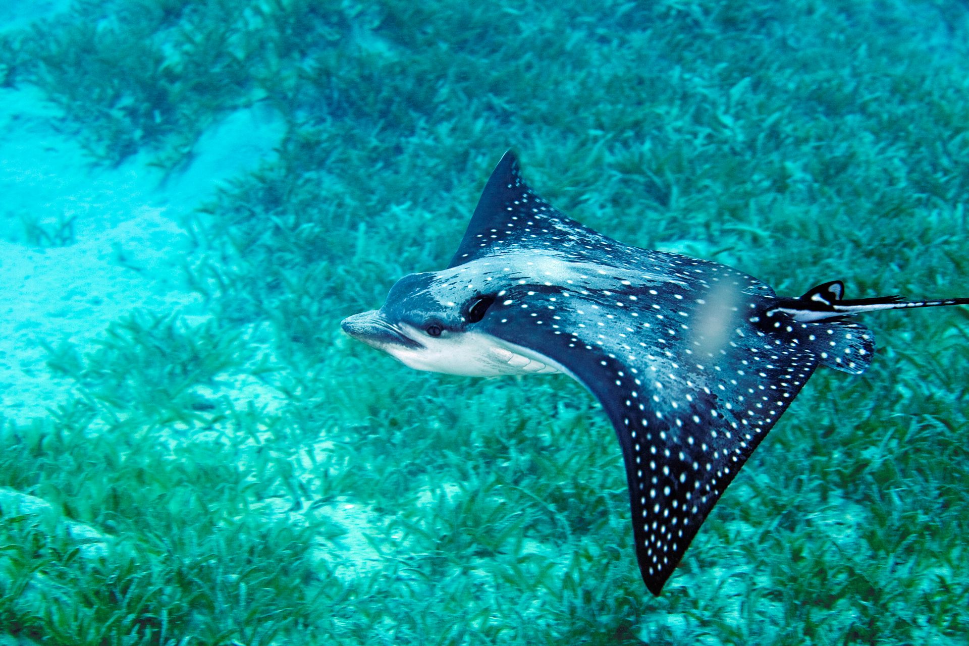 Eagle Ray / Spotted Eagle Rays A Special Treat In Bunaken Two Fish - Ray And Dagmar Dolby Family Fund