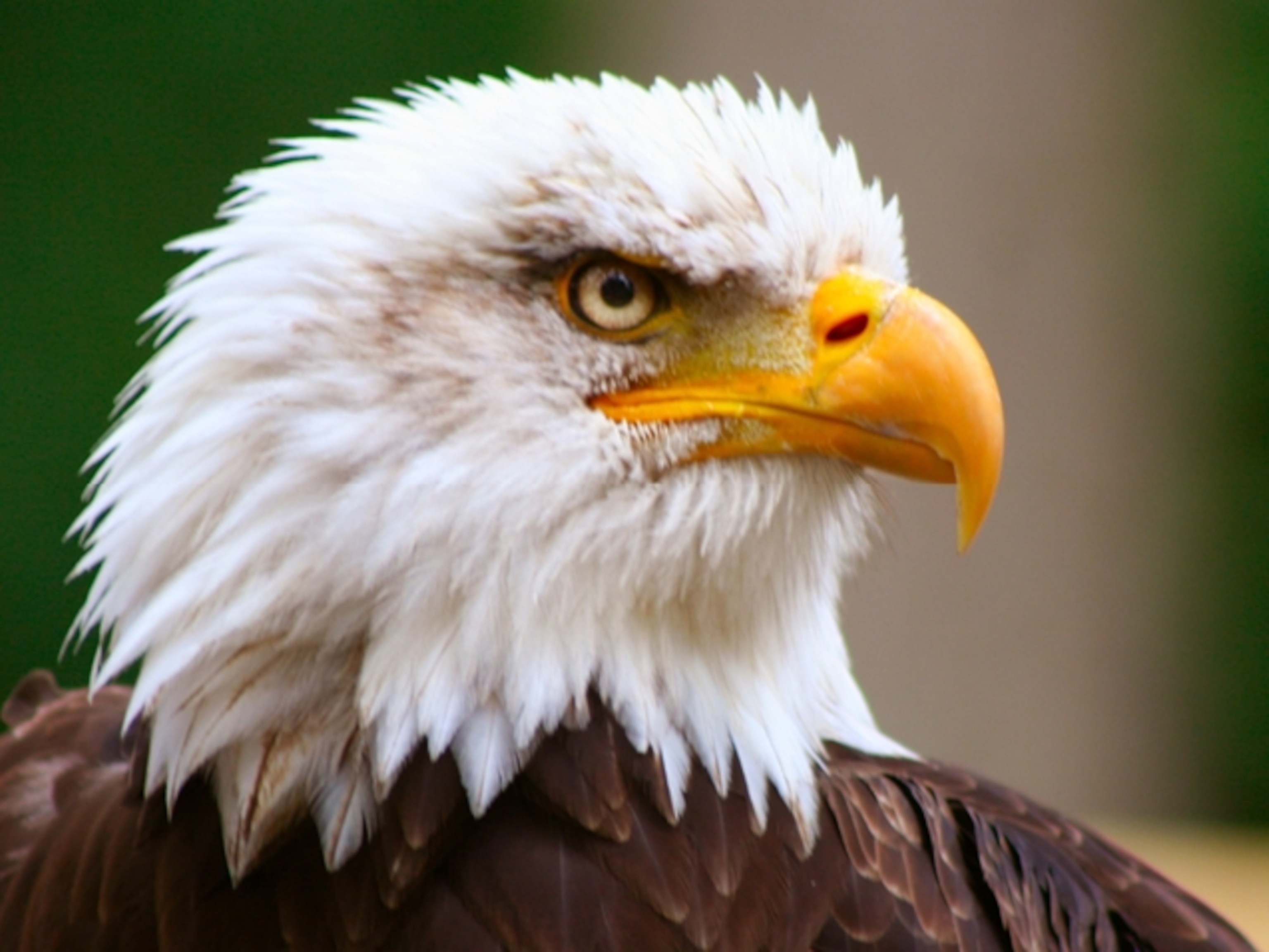 Eagles - Eagle's Trace Senior Living Community Photos