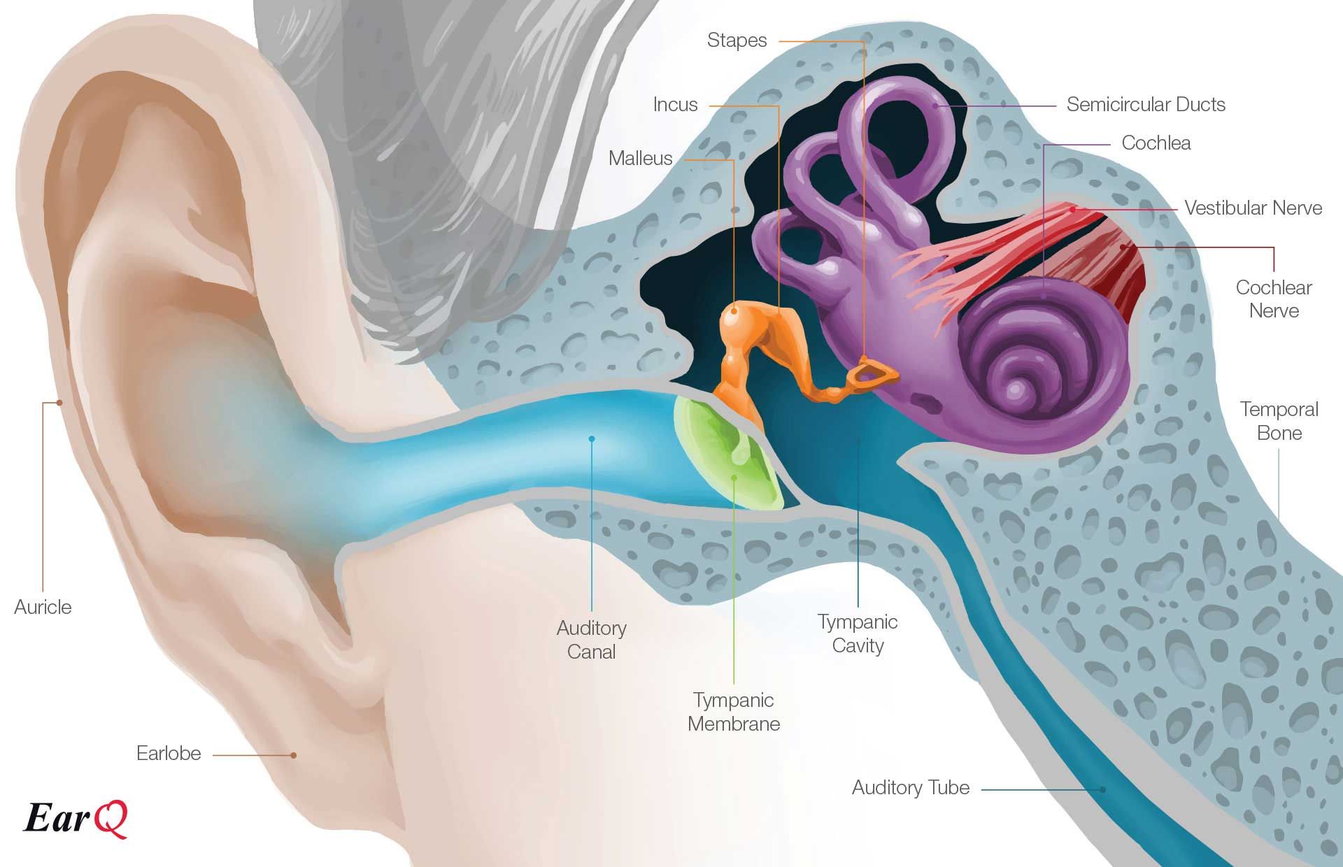 EarQ Anatomy of the Ear Chart | Human ear, Inner ear diagram, Ear anatomy - Ear Nose Throat Doctor Reno Nv
