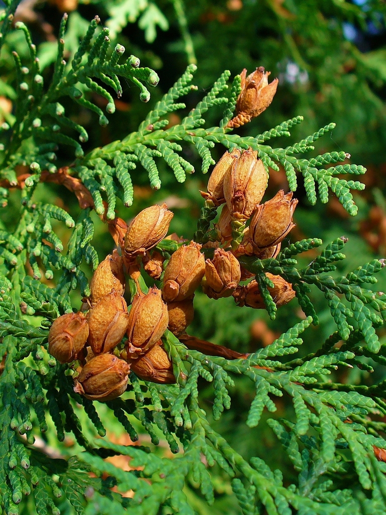 eastern white cedar (Trees of Vermont) ยท iNaturalist - Cedar Crest Senior Living Community Directory