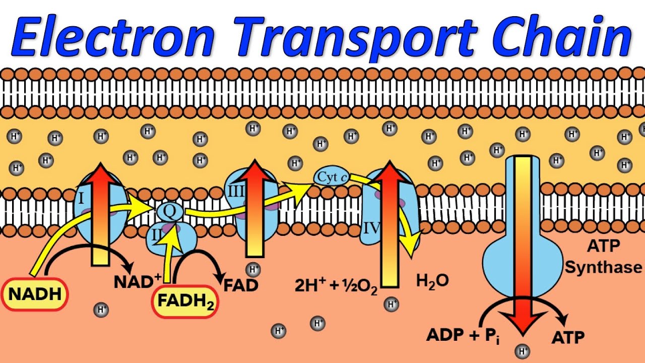 Electron Transport Chain | Introduction , Steps & Examples - Where Is The Electron Transport System Located