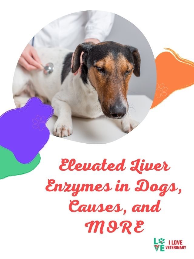 Elevated Liver Enzymes In Dogs, Causes, And MORE - I Love Veterinary - My Dogs Liver Enzymes Are High