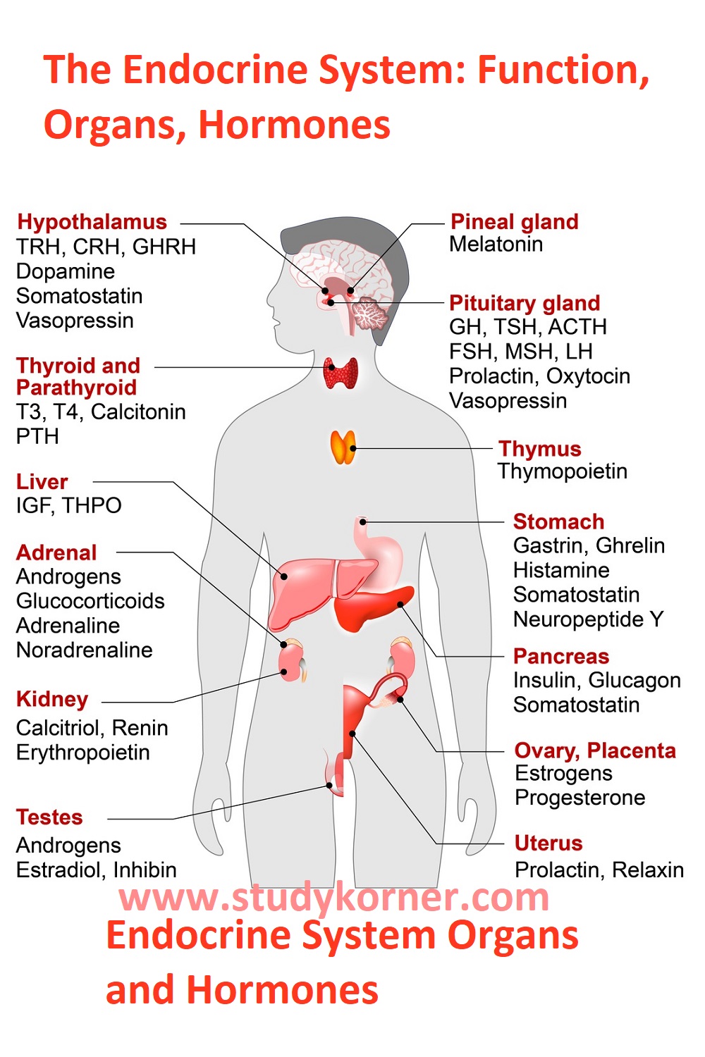 Endocrine System Organs and Hormones - StudyPK - Hormone Balancing Supplements For Weight Loss