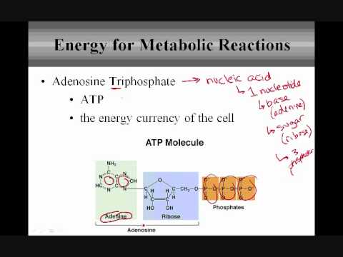 Energy for Metabolic Reactions - YouTube - Waste Product Of Energy-releasing Metabolic Reactions
