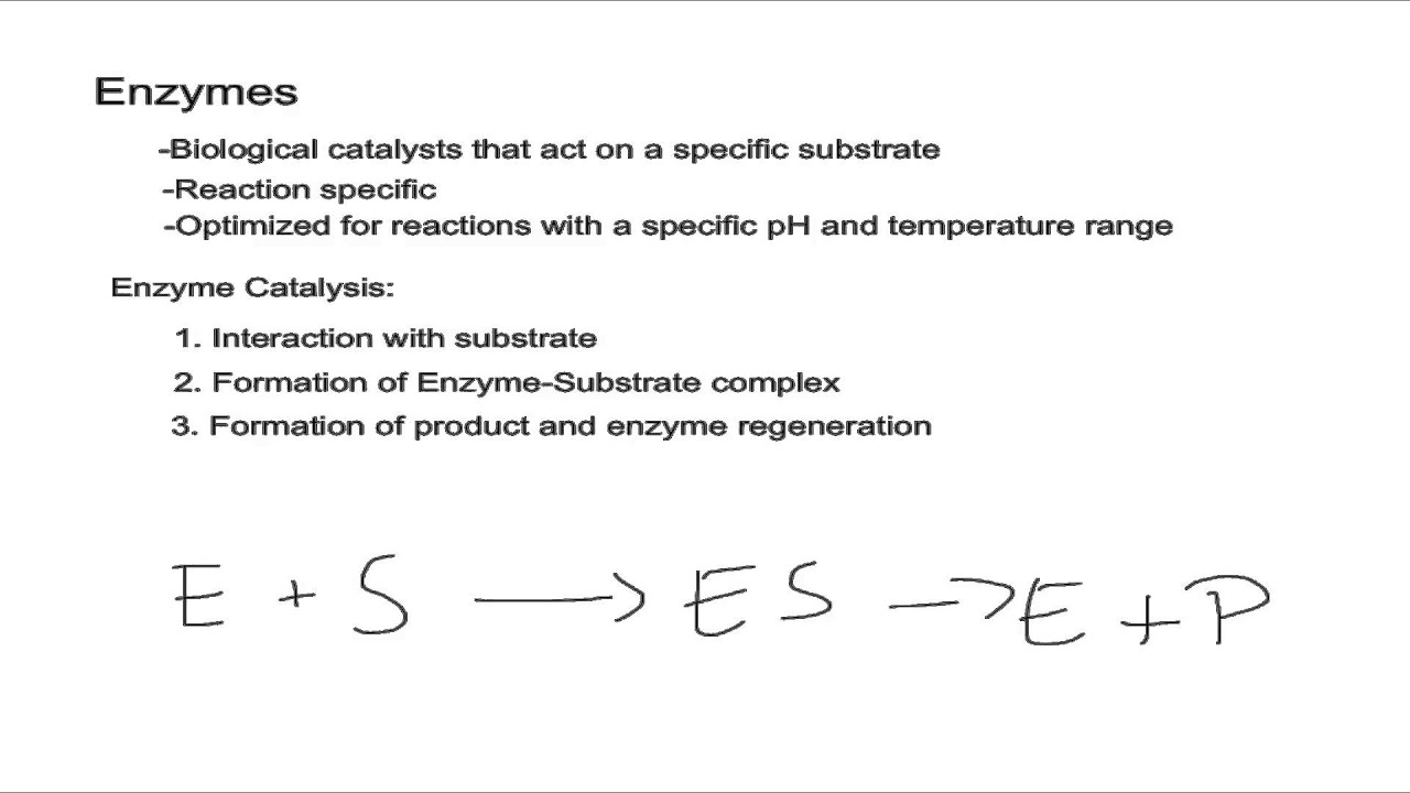 How To Calculate Turnover Number Of Enzyme