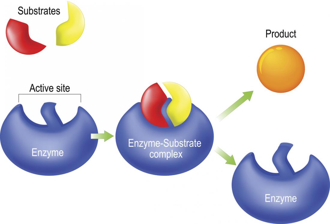 Enzymes That Cut Out Damaged Sections Of Dna