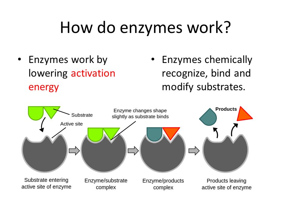Enzymes | Definition, Classification & Functions - Enzymes That Cut Out Damaged Sections Of Dna