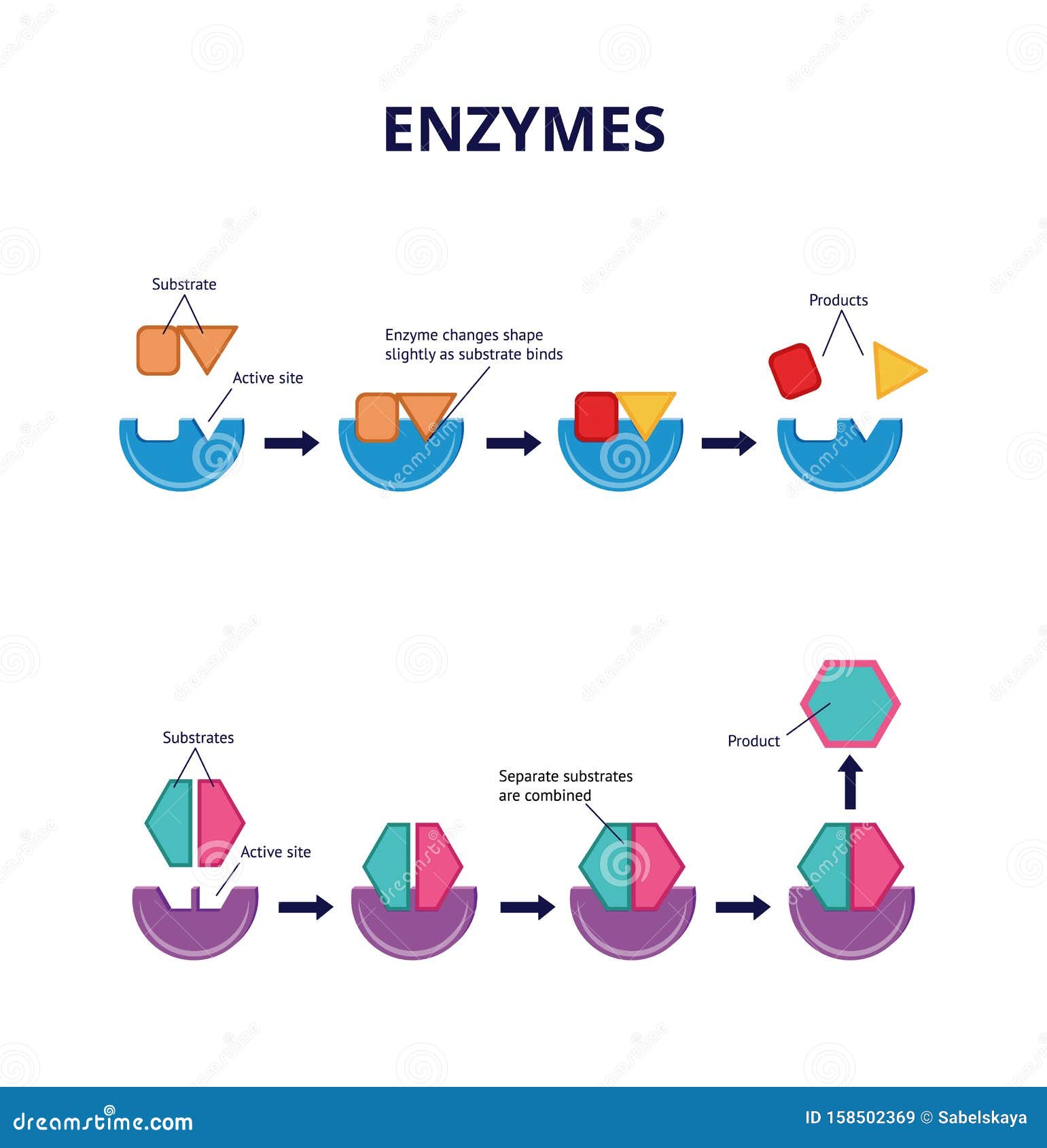 Enzymes Diagram - Enzymes That Cut Out Damaged Sections Of Dna