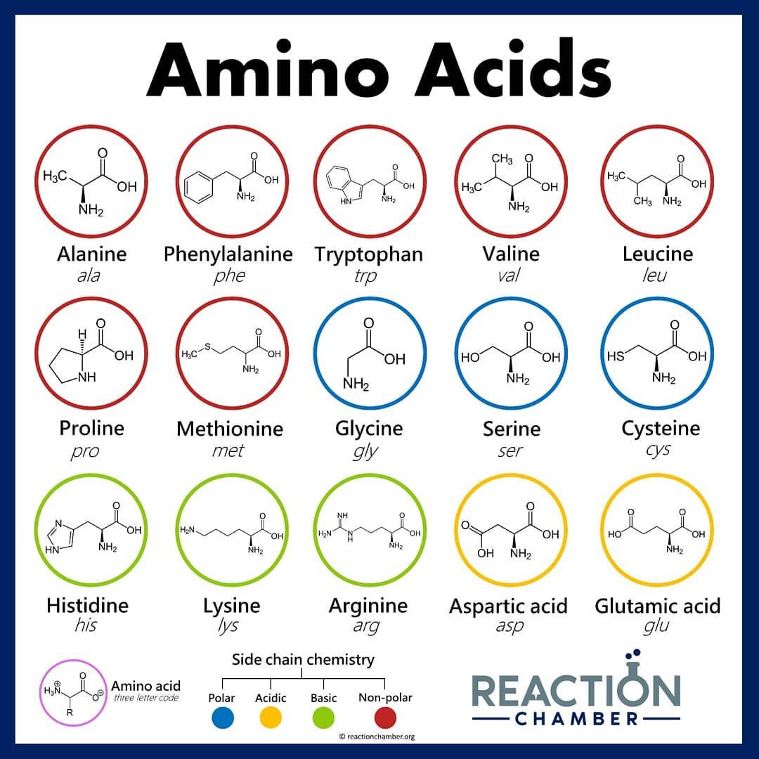 How To Remember 20 Amino Acids