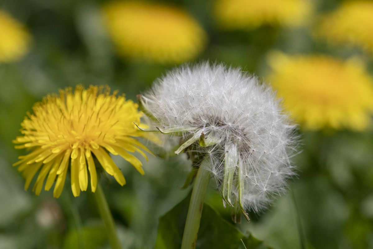 Everything You Ever Wanted To Know About Dandelions | Southern Living - Dandelion Root And Milk Thistle For Liver