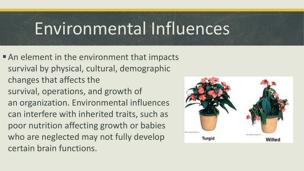 Evolution and Genetics - ppt download - Environmental Influences Include Which Of The Following