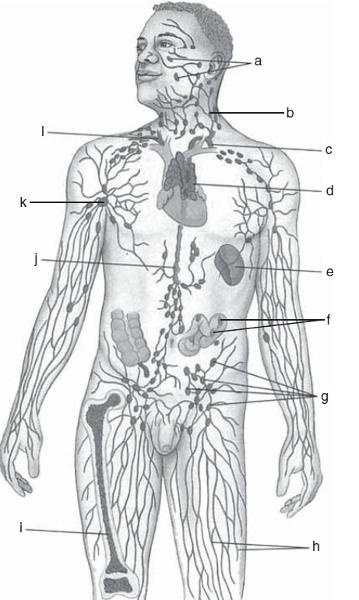 Exercise 35a The Lymphatic System And Immune Response