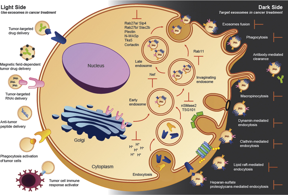 Exosomes in Cancer: Use them or Target them? | Exosome RNA - Exosomes Key Players In Cancer And Potential Therapeutic Strategy
