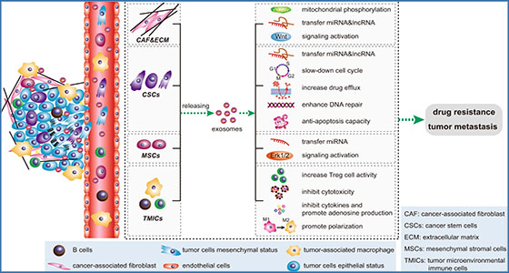 Exosomes Key Players In Cancer And Potential Therapeutic Strategy