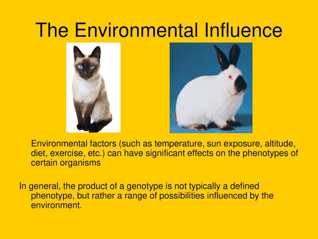 Exploring Mendelian Genetics - ppt download - Environmental Influences Include Which Of The Following