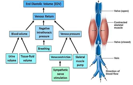 factors that effect venous return | Study time, Skeletal muscle - Choose All The Reasons Venous Return Increases During Exercise