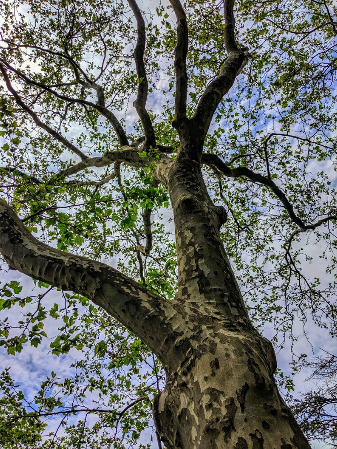 Facts About The Sycamore Tree - Tips For Growing Sycamore Trees - Sycamore Station Apartment Building 1 Charlotte Reviews