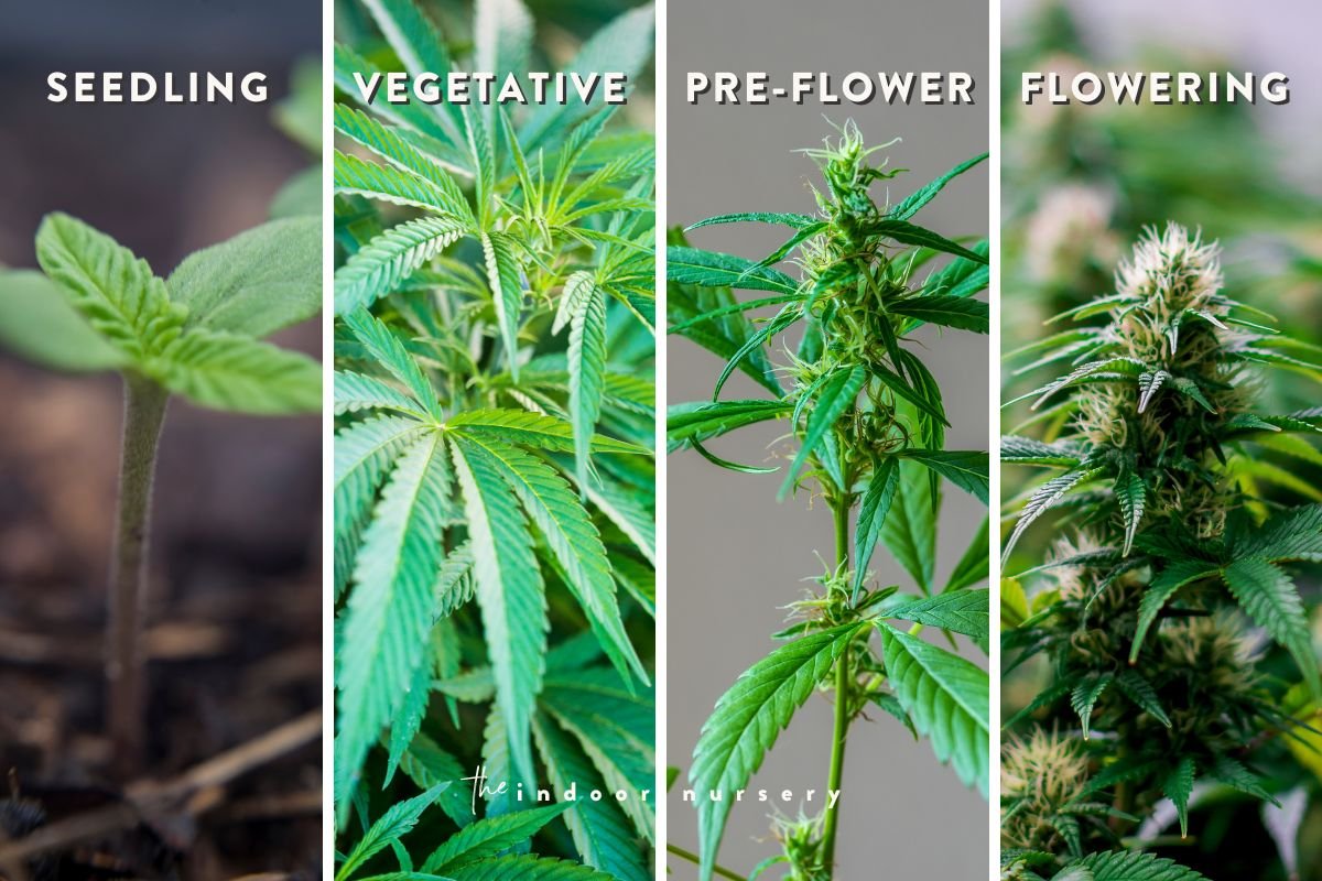 Farming and Curing Marijuana Seeds: Best Procedures for Maximizing - Marijuana Infused Alcohol For Pain Relief