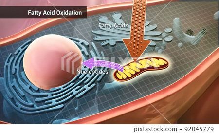 Fatty acid oxidation, the mitochondrial aerobic... - Stock Illustration - Fatty Acid Oxidation Occurs In The Mitochondrial Matrix