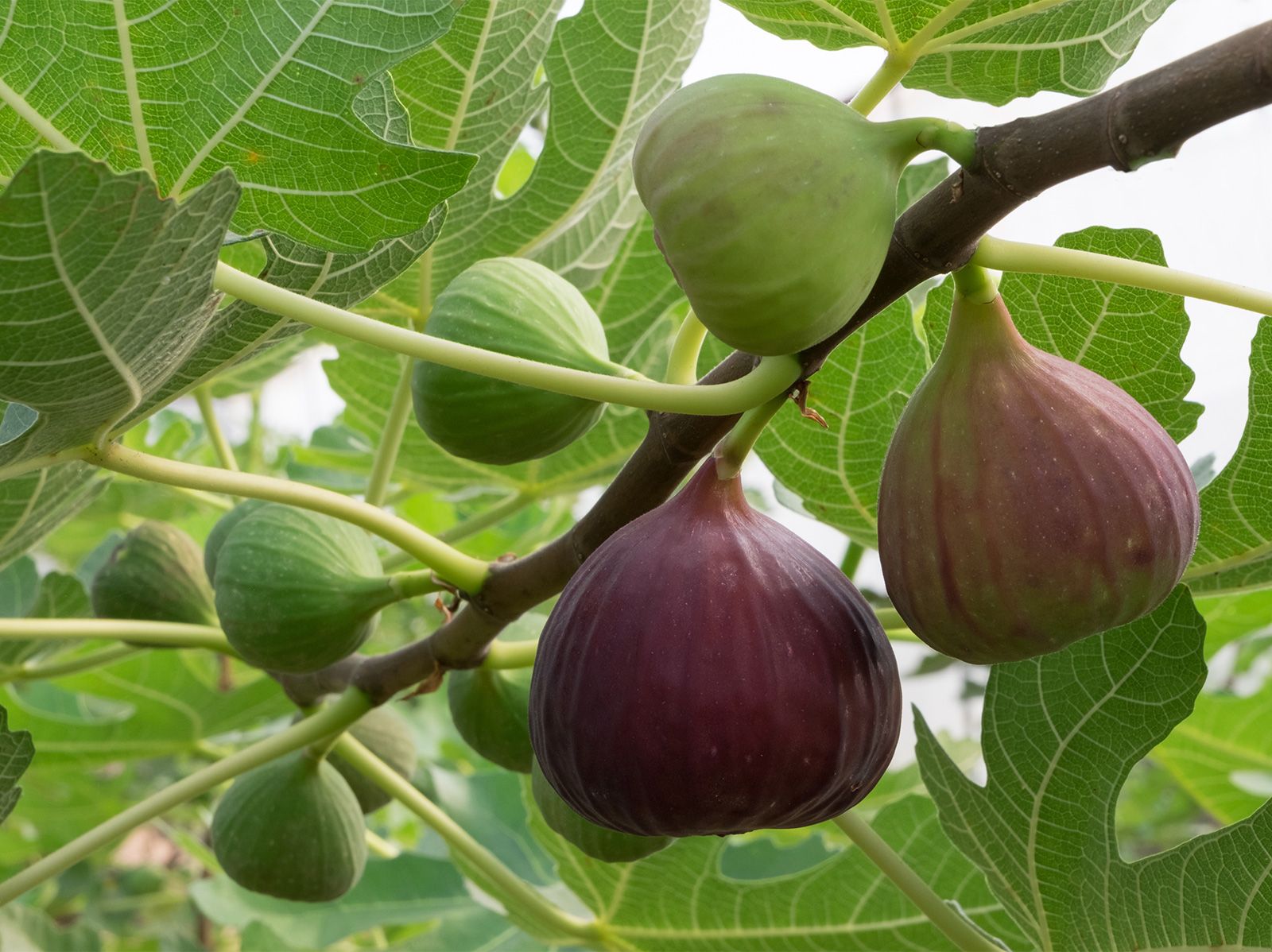 Fig | Description, History, Cultivation, & Types | Britannica - Does Figs Do Black Friday Sale