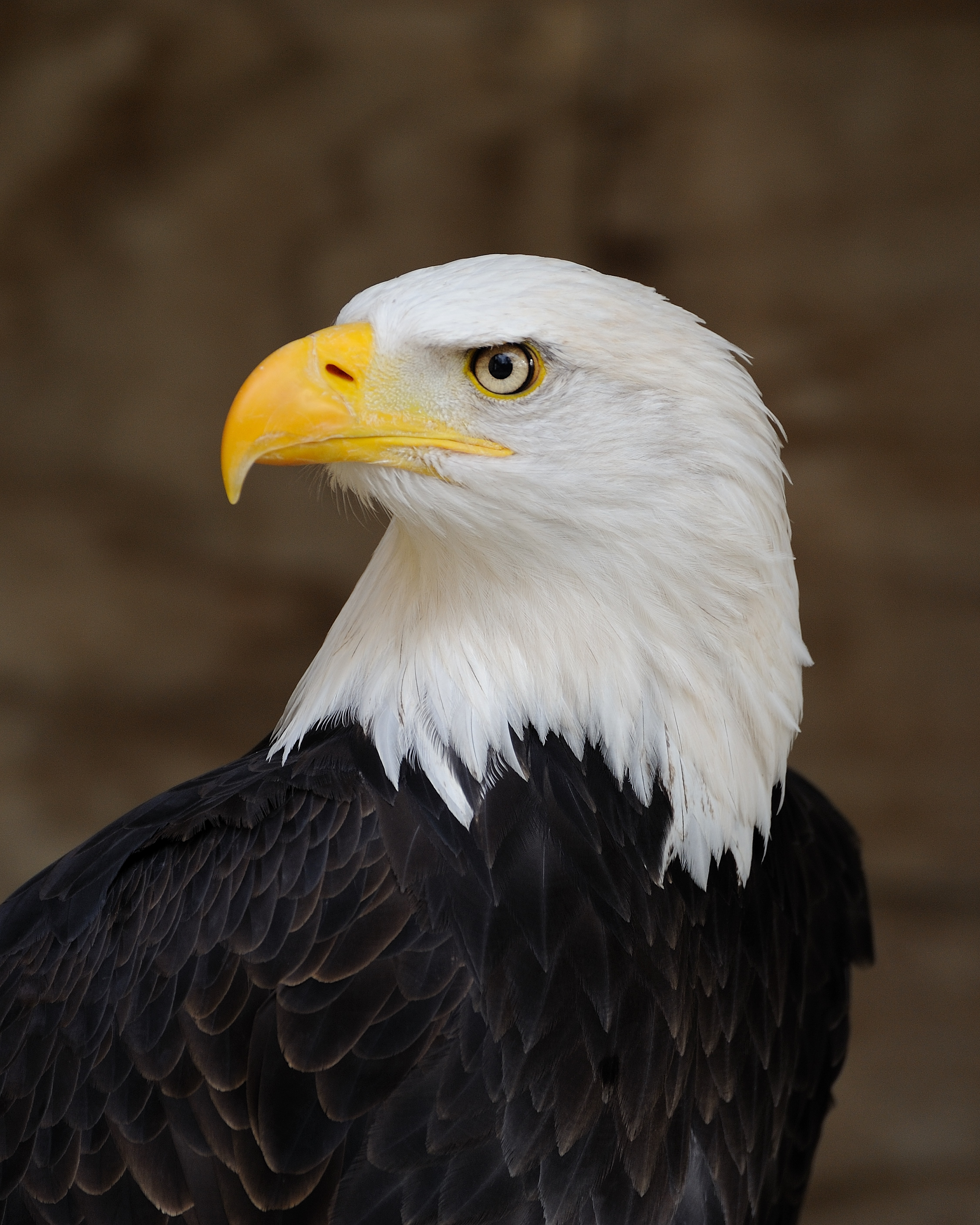 Eagle Casino Promo Code 2024 No Deposit Bonus