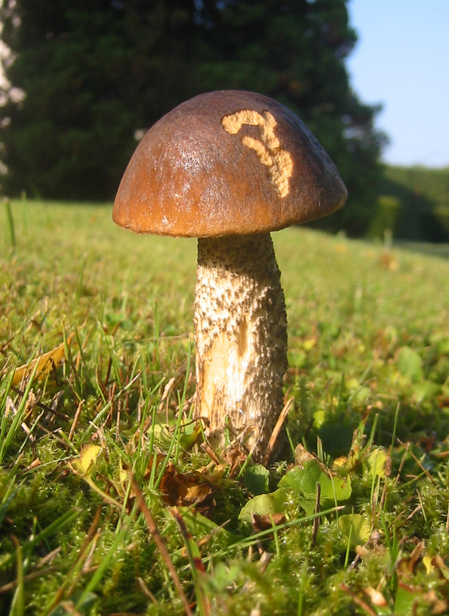 Does Mushroom Coffee Help With Constipation