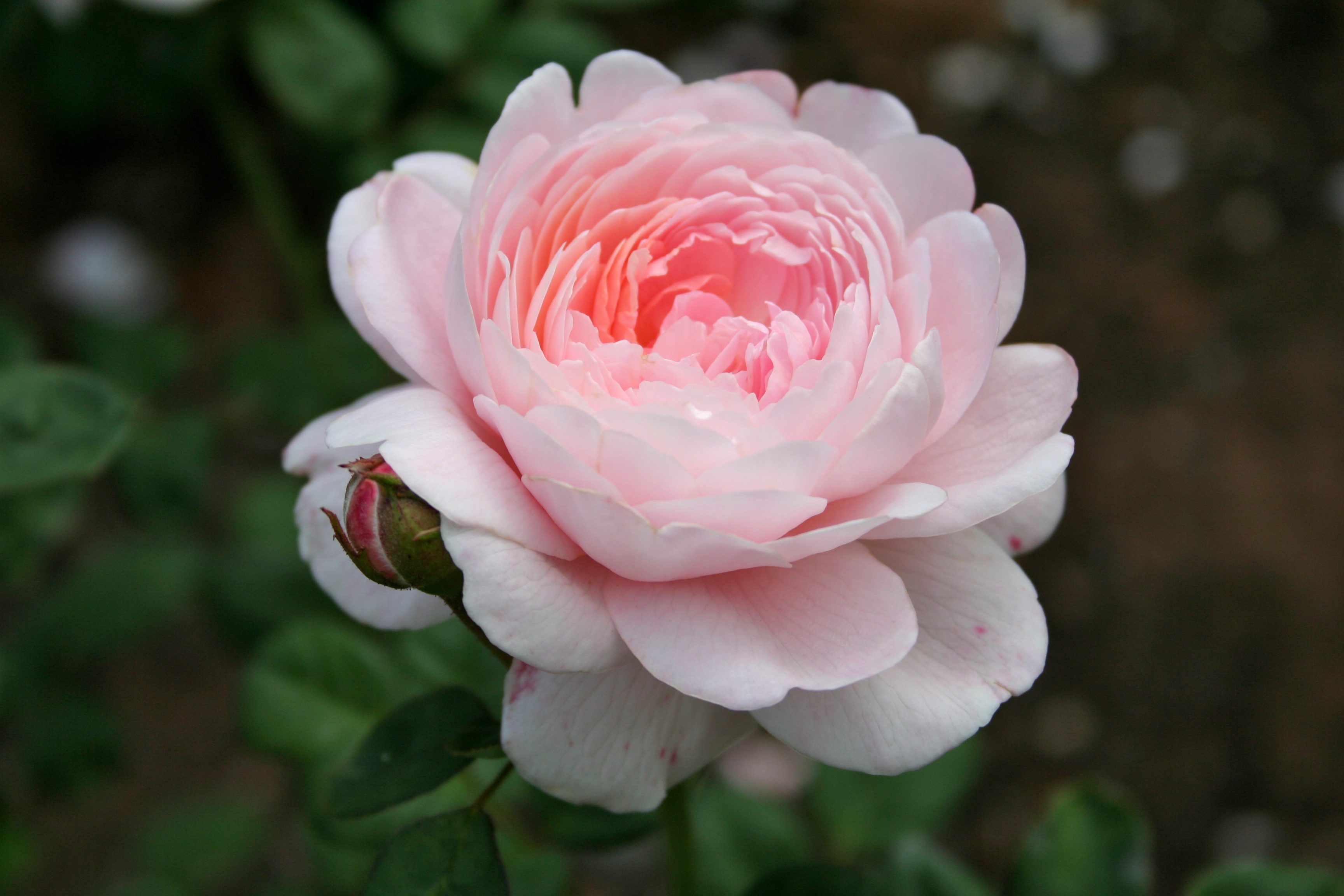 File:Pink rose 1.jpg - Wikimedia Commons - Rose Senior Living Farmington Hills Michigan