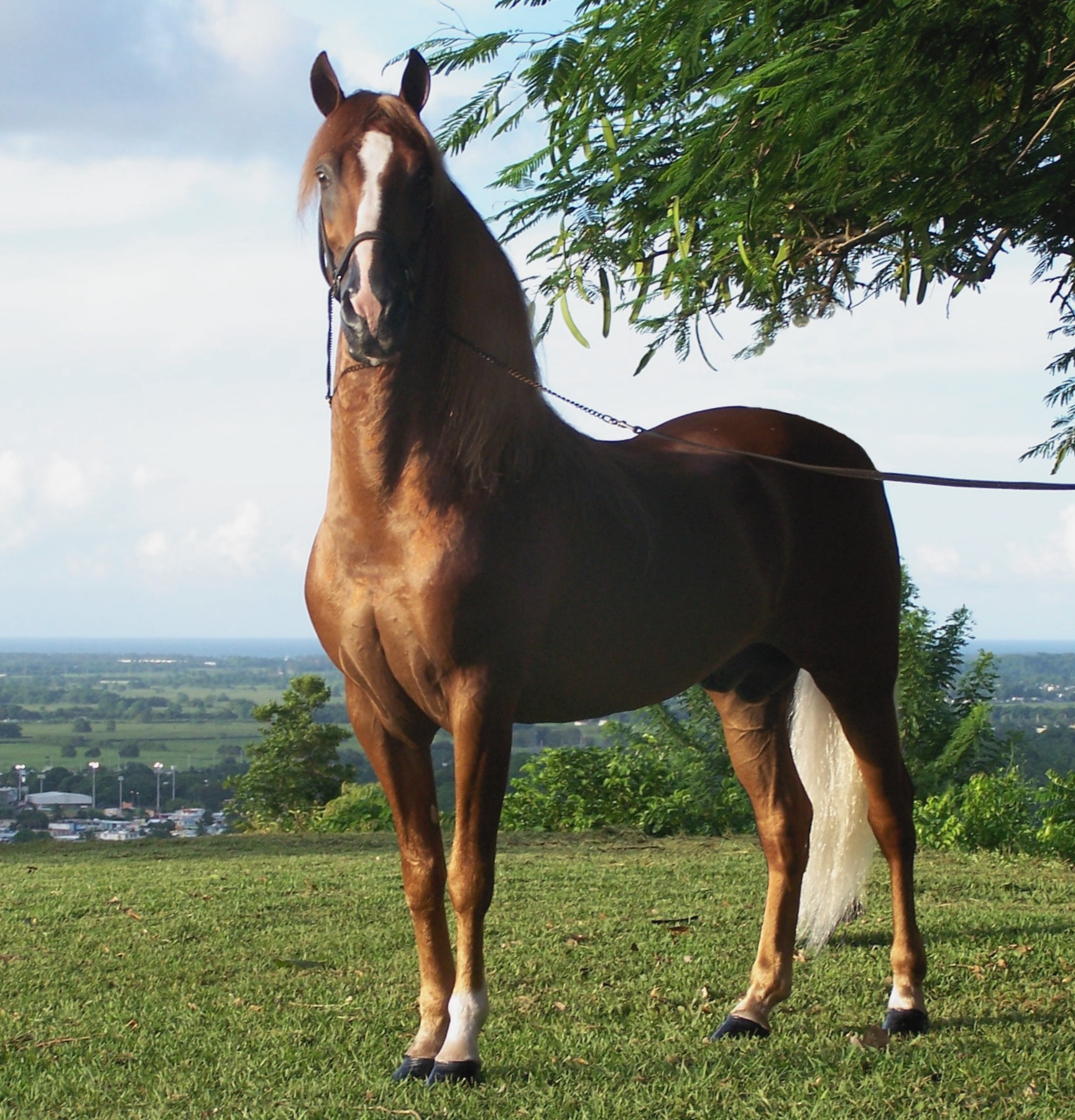 File:Puerto rican-Paso-Fino-Horse-chestnut.jpg - Wikimedia Commons - Horse Racing Results From Churchill Downs