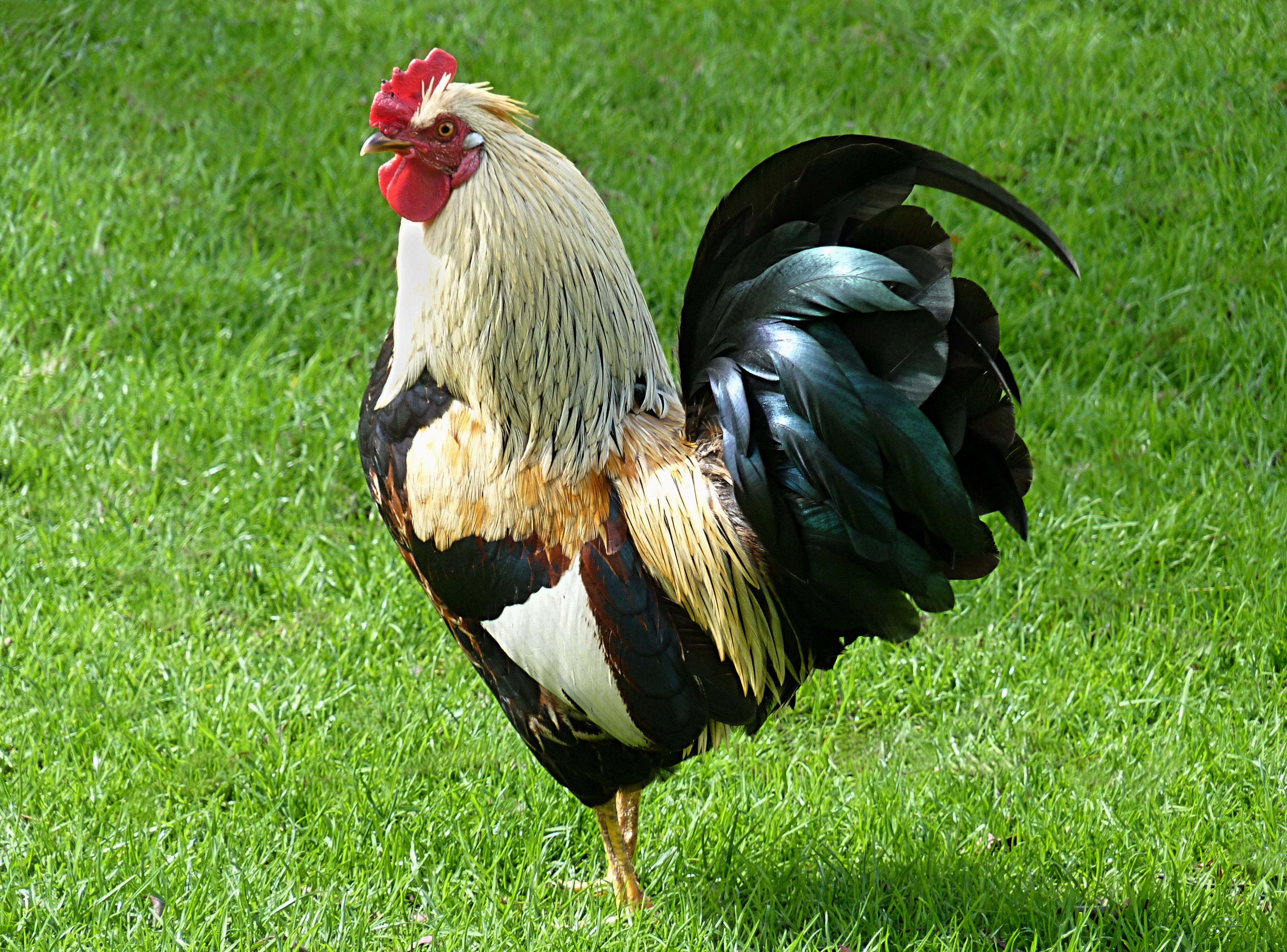 File:Rooster J2.jpg - Roosters Men's Grooming Center At Eric Town Square