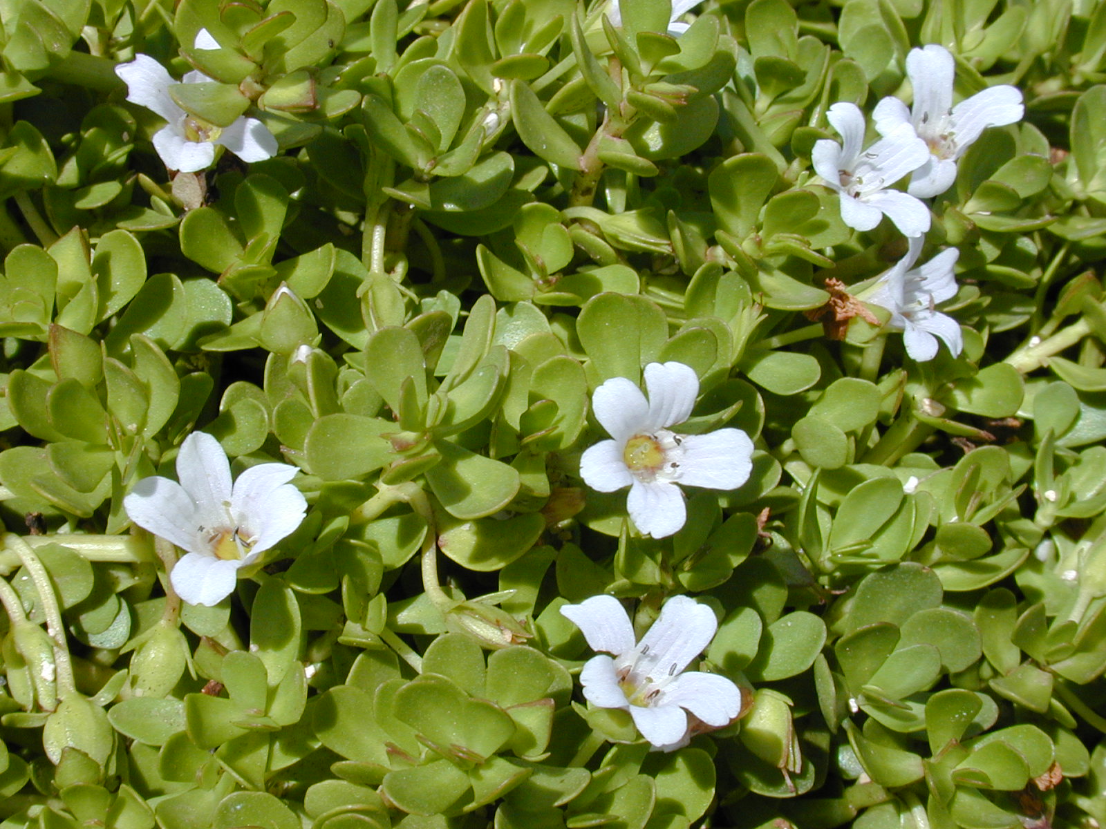 Bacopa Monnieri Ginkgo Biloba And Huperzine A