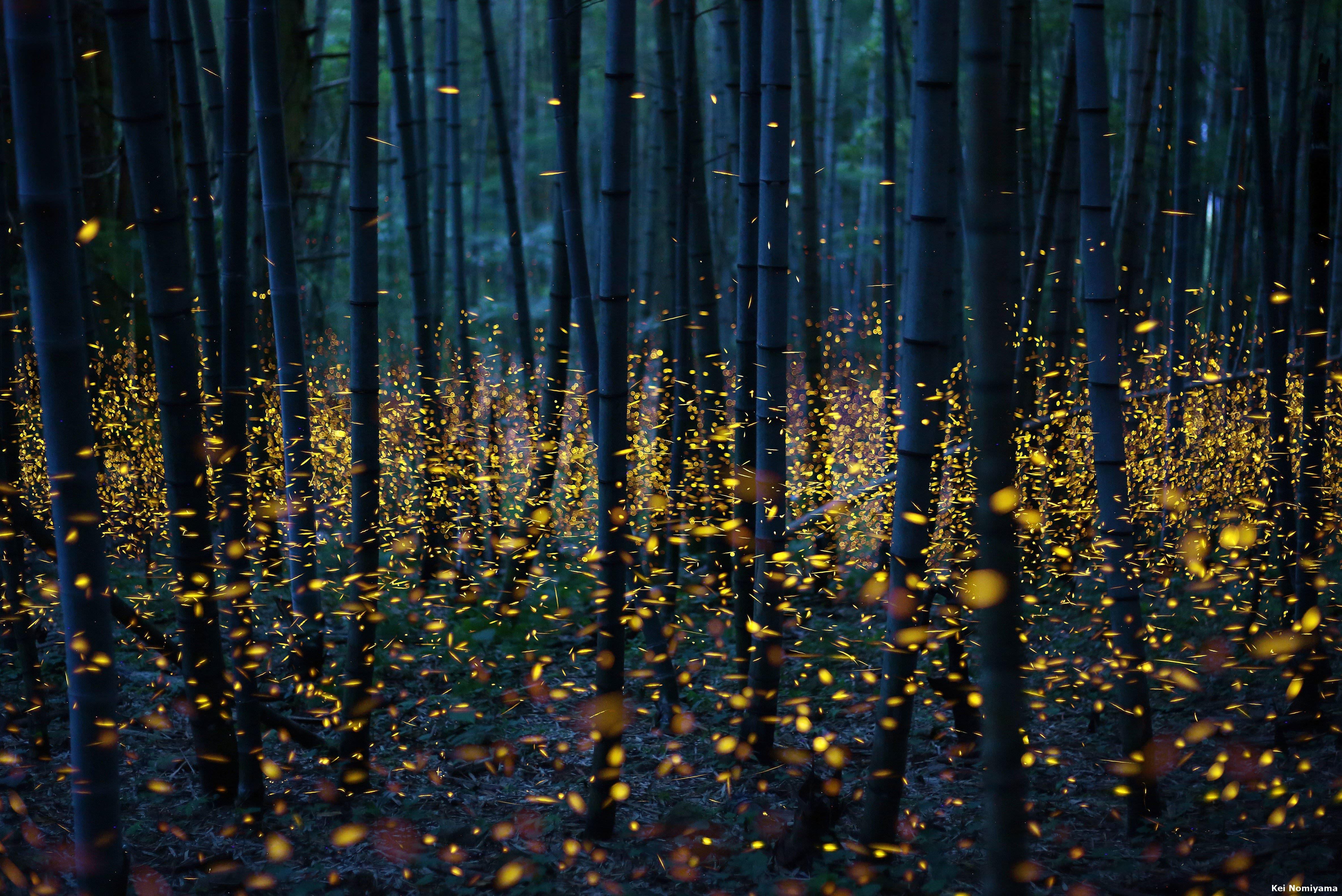 Fireflies Wallpapers - Top Free Fireflies Backgrounds - WallpaperAccess - Fireflies.ai Note Taker In Microsoft Teams