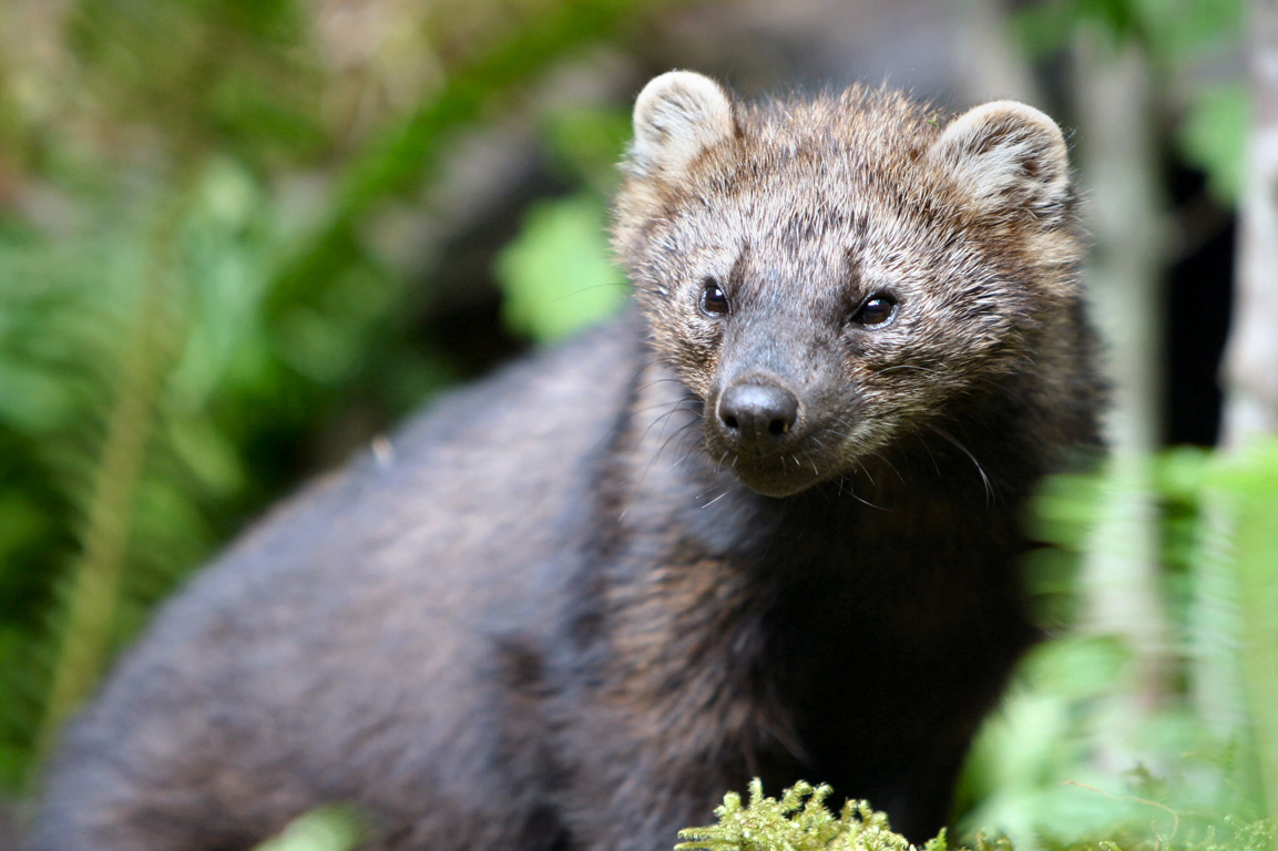 Fisher Reintroduction - Olympic National Park (U.S. National Park Service) - Fisher Price Little People Zoo Animal Friends