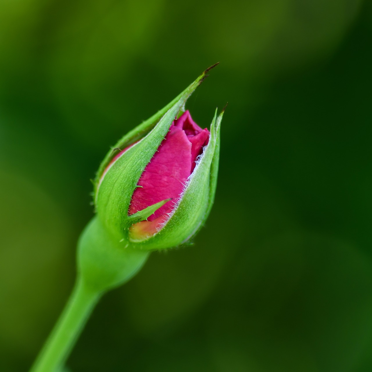 Flower Bud Button - Free photo on Pixabay - Bud's Best Cookies Where To Buy