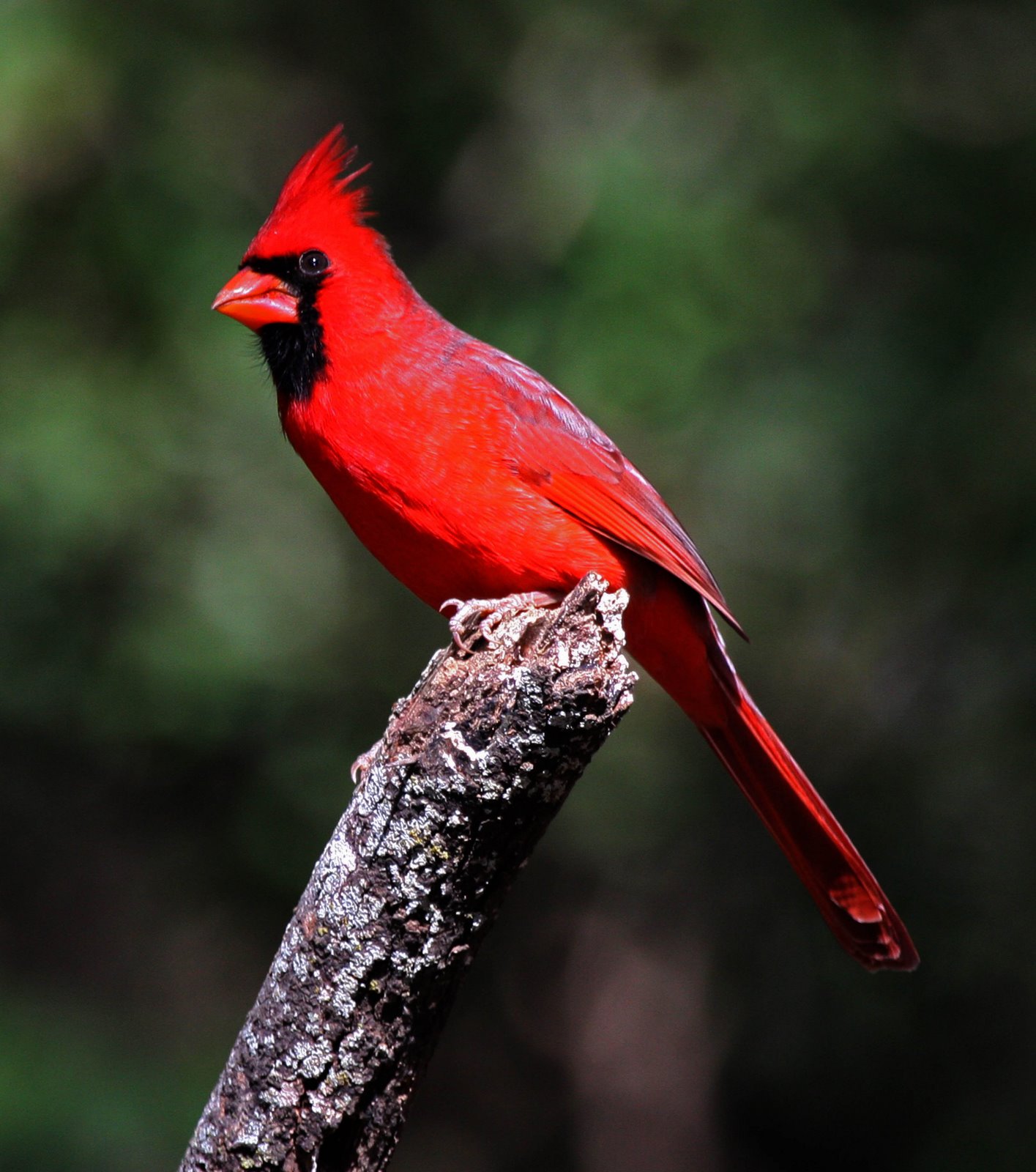 fred walsh photos: Northern Cardinal-male - Cardinal Management Group Inc Woodbridge Va