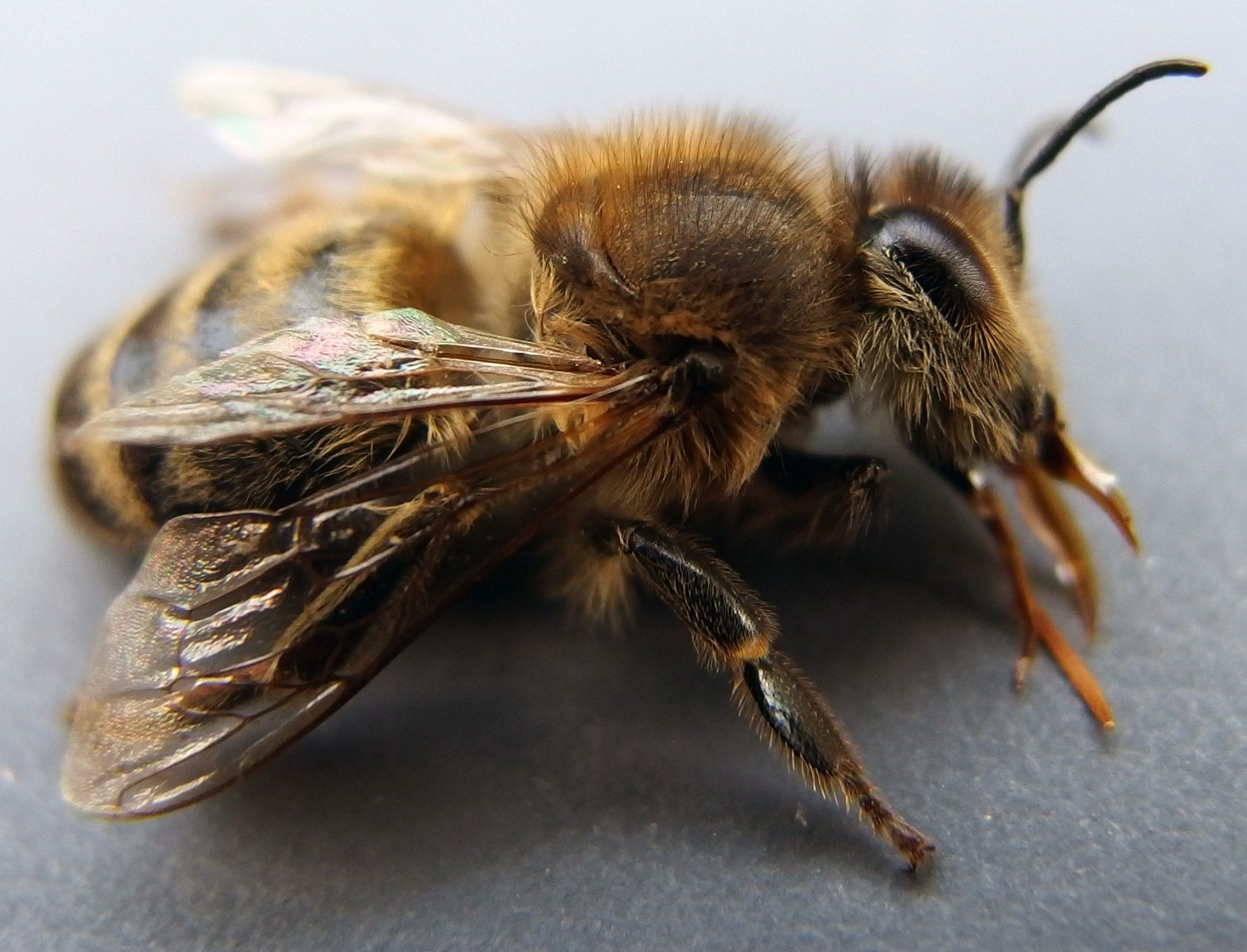FREE IMAGE: Honey Bee Close Up | Libreshot Public Domain Photos - Does Bee Venom Work On Skin Tags