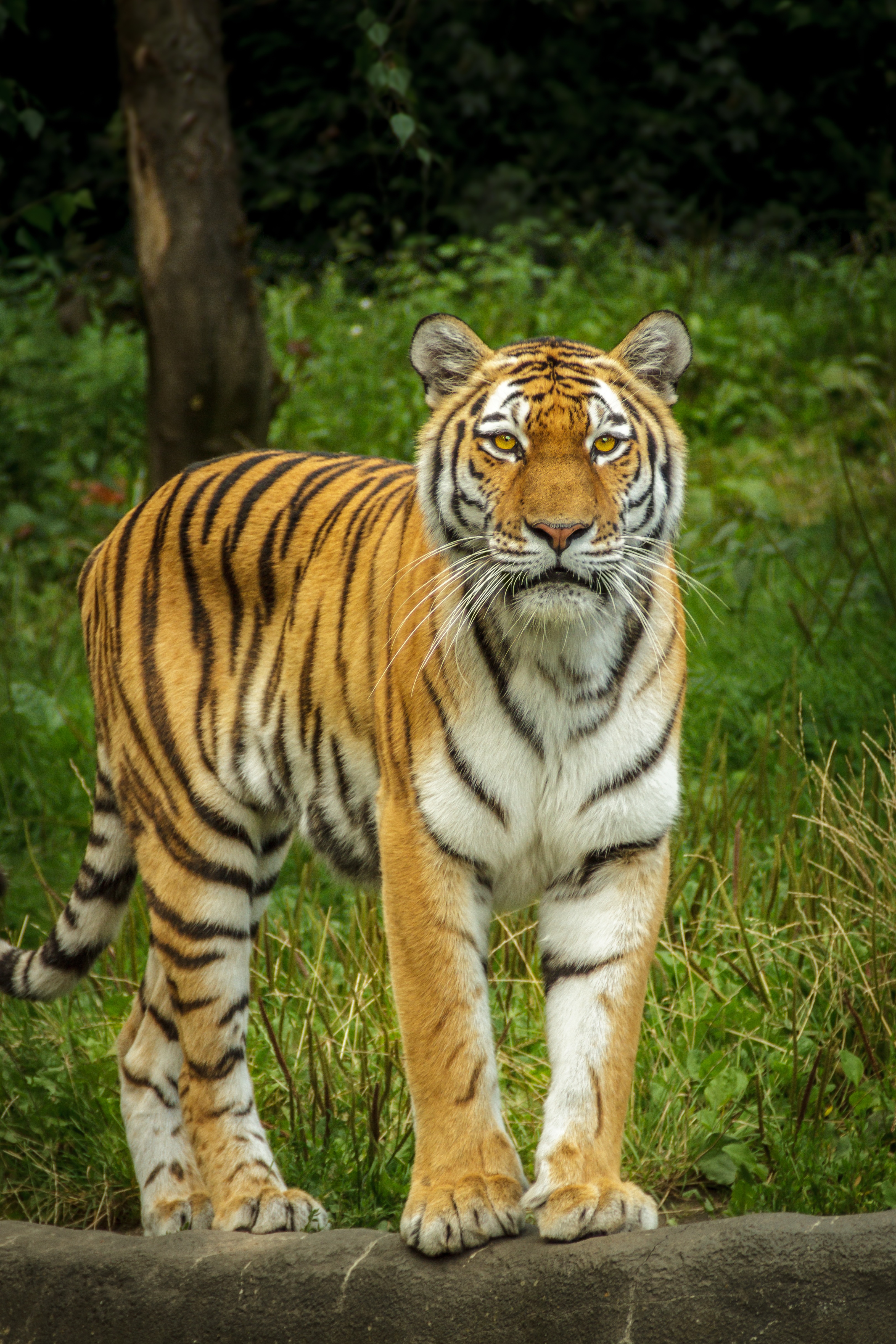 Free Images : watch, view, wildlife, zoo, predator, fauna, eyes, stand - Tiger Woods Upper Deck Partnership Extension