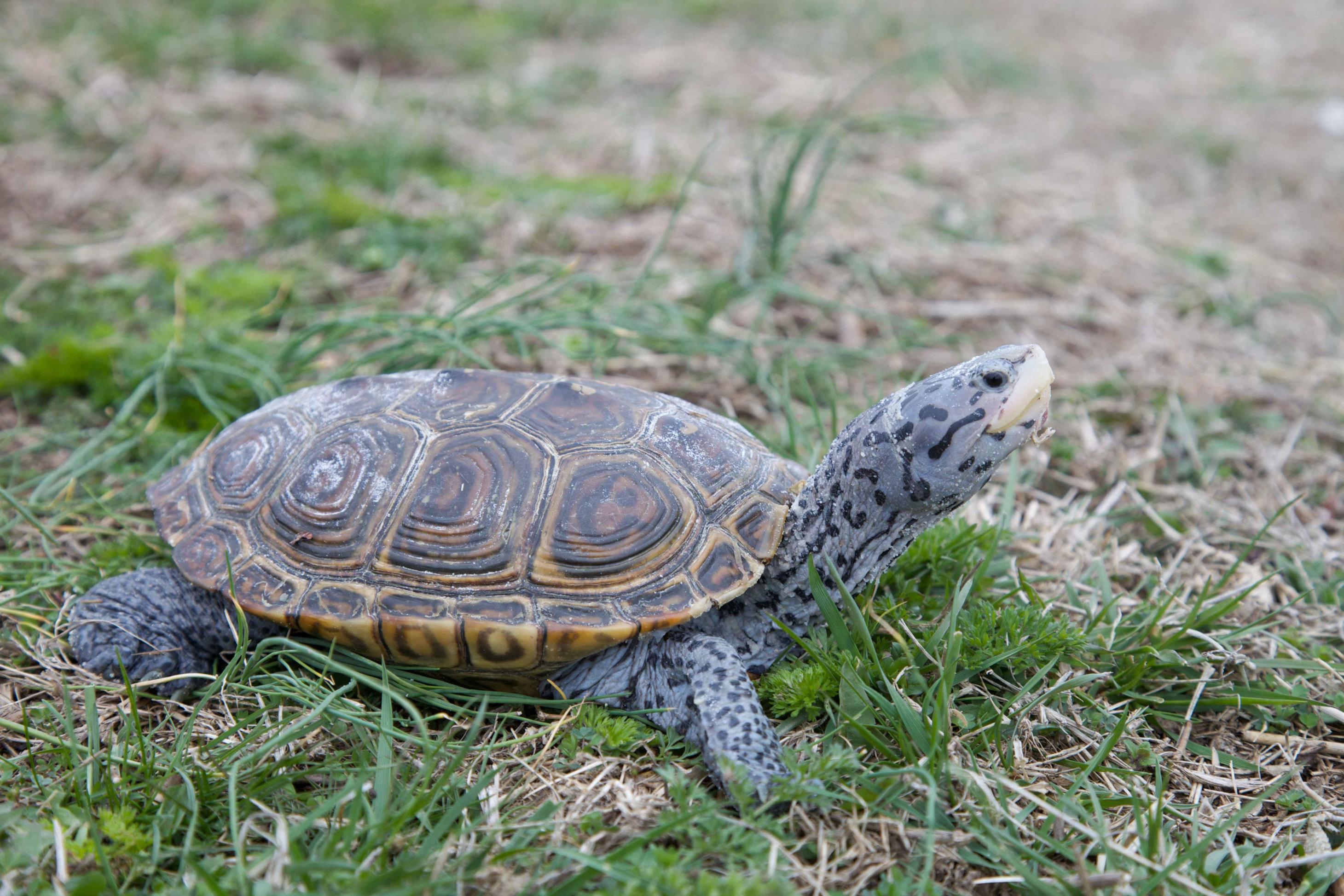 Free picture: diamond, terrapin, turtle, reptile, malaclemys, terrapin - Terrapin Beer Company Shipping & Receiving