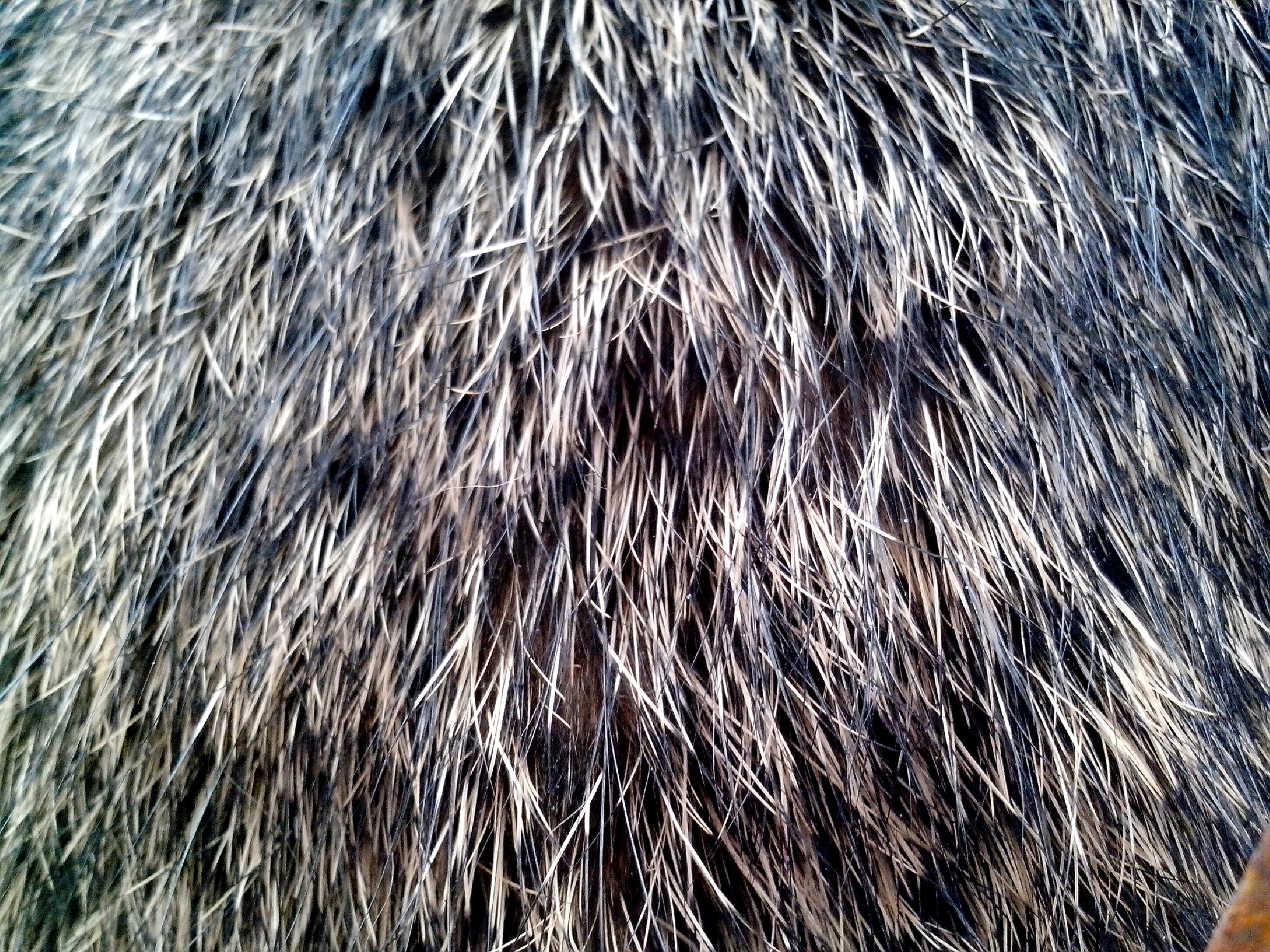 Fur Sweep Collar Reviews Consumer Reports